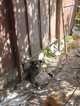 ODIN, Hund, Mischlingshund in Rumänien - Bild 6