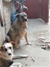 ODIN, Hund, Mischlingshund in Rumänien - Bild 8