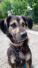ARVO, Hund, Mischlingshund in Beelitz - Bild 1