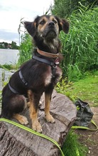 ARVO, Hund, Mischlingshund in Beelitz - Bild 11