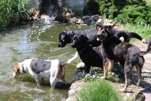 ARVO, Hund, Mischlingshund in Beelitz - Bild 2