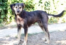 ARVO, Hund, Mischlingshund in Beelitz - Bild 5