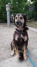 ARVO, Hund, Mischlingshund in Beelitz - Bild 6