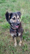 ARVO, Hund, Mischlingshund in Beelitz - Bild 7