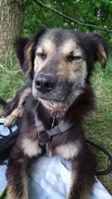 ARVO, Hund, Mischlingshund in Beelitz - Bild 9