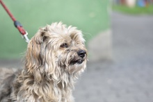 PANCRACY, Hund, Mischlingshund in Polen - Bild 2
