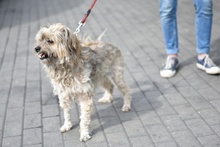 PANCRACY, Hund, Mischlingshund in Polen - Bild 3