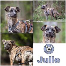 JULIE, Hund, Mischlingshund in Bühl - Bild 2