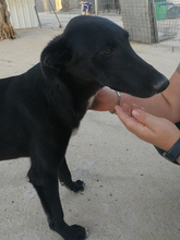 MARIE, Hund, Mischlingshund in Spanien - Bild 5
