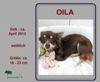 OILA, Hund, Chihuahua-Mix in Slowakische Republik - Bild 1