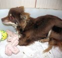 OILA, Hund, Chihuahua-Mix in Slowakische Republik - Bild 2