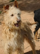 DRAGOS, Hund, Podenco in Spanien - Bild 1