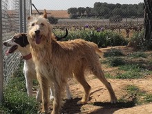 DRAGOS, Hund, Podenco in Spanien - Bild 2