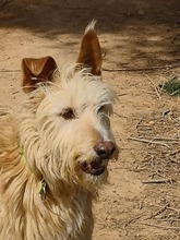DRAGOS, Hund, Podenco in Spanien - Bild 3
