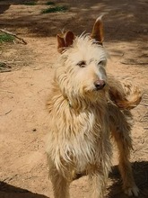 DRAGOS, Hund, Podenco in Spanien - Bild 5