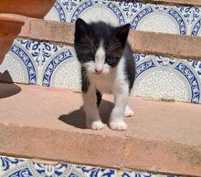 PILAR, Katze, Europäisch Kurzhaar in Spanien - Bild 11