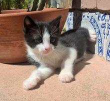 PILAR, Katze, Europäisch Kurzhaar in Spanien - Bild 5