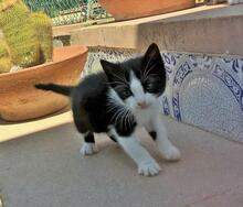 PILAR, Katze, Europäisch Kurzhaar in Spanien - Bild 9