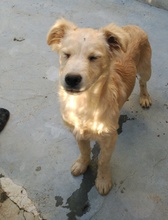 ANTONIO, Hund, Mischlingshund in Spanien - Bild 1