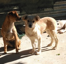 ANTONIO, Hund, Mischlingshund in Spanien - Bild 2
