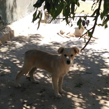 ANTONIO, Hund, Mischlingshund in Spanien - Bild 3