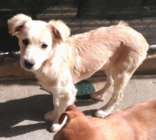 ANTONIO, Hund, Mischlingshund in Spanien - Bild 6