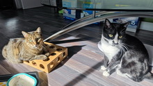 LINDOR, Katze, Europäisch Kurzhaar in Plankstadt - Bild 7