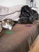 LUNA, Katze, Türkisch Angora in Kürten - Bild 12
