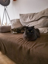 LUNA, Katze, Türkisch Angora in Kürten - Bild 4