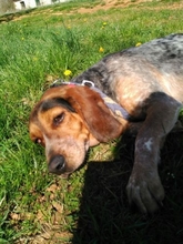 ATENEA, Hund, Beagle in Spanien - Bild 1