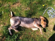 ATENEA, Hund, Beagle in Spanien - Bild 2
