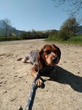 ATENEA, Hund, Beagle in Spanien - Bild 4