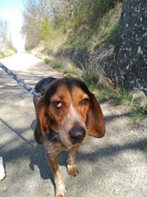 ATENEA, Hund, Beagle in Spanien - Bild 5