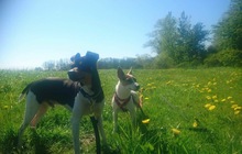 JULY, Hund, Mischlingshund in Balje - Bild 8