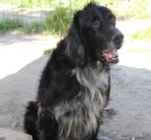 BAKO, Hund, English Setter in Italien - Bild 19
