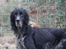 BAKO, Hund, English Setter in Italien - Bild 2