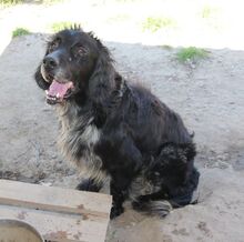 BAKO, Hund, English Setter in Italien - Bild 20