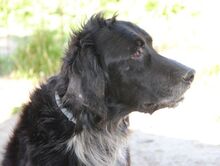 BAKO, Hund, English Setter in Italien - Bild 21