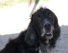 BAKO, Hund, English Setter in Italien - Bild 22
