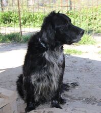 BAKO, Hund, English Setter in Italien - Bild 24