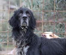 BAKO, Hund, English Setter in Italien - Bild 4