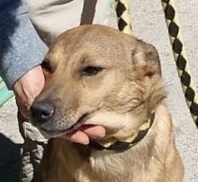 HABBA, Hund, Mischlingshund in Spanien - Bild 1