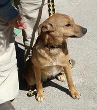 HABBA, Hund, Mischlingshund in Spanien - Bild 2