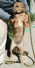 HABBA, Hund, Mischlingshund in Spanien - Bild 4