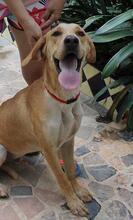 BRUNO, Hund, Mischlingshund in Spanien - Bild 1