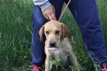 BRUNO, Hund, Mischlingshund in Spanien - Bild 12