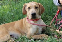 BRUNO, Hund, Mischlingshund in Spanien - Bild 16