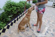 BRUNO, Hund, Mischlingshund in Spanien - Bild 3
