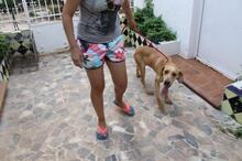 BRUNO, Hund, Mischlingshund in Spanien - Bild 4