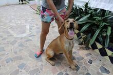 BRUNO, Hund, Mischlingshund in Spanien - Bild 5